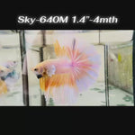 Live Male Betta Fancy Yellow Light Colors Halfmoon (Sky-640)S179 High quality what you see what you get!!