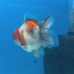 Thai Oranda Calico Yuanbao by SHOGUN 2.5” Body Male(CK-1587)R3B09