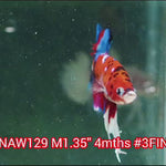 H Live Male Betta Red Koi Plakat (NAW-129) What you see What you get!