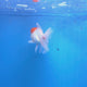 Thai Oranda White Red Cap 3.0" Body Female (FEB-766)R2B607