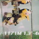 Live Male Betta Yellow Black Tiger Koi Plakat (Sky-1171) High quality what you see what you get!!