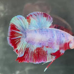 Live Male Betta Red Purple Fancy Koi Giants Plakat (TNK-A568) S287 High quality What you see What you get!!