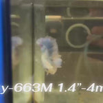 Live Male Betta Fancy Blue Grizzle Halfmoon Rosetail (Sky-663)S112 High quality what you see what you get!!