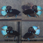 (TOOK-B108) BLUE LIGHT BLACK STAR PLAKAT MALE BETTA