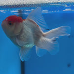 Thai Oranda Tri-Color 2.5” Male (CK-1559)R3A09
