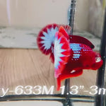 Live Male Betta Red Hellboy Startail Plakat (Sky-633) High quality what you see what you get!!