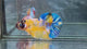 Live Male Betta Yellow Galaxy Koi Plakat (TNK-A764) High quality What you see What you get!!