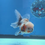 Thai Oranda Lemon Head Calico Shogun Farm 3.5" Body male 8mths(FEB-578A)R3B02