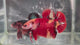 Live Male Betta Classic Red Koi Giants Plakat (TNK-A512) High quality what you see what you get!!
