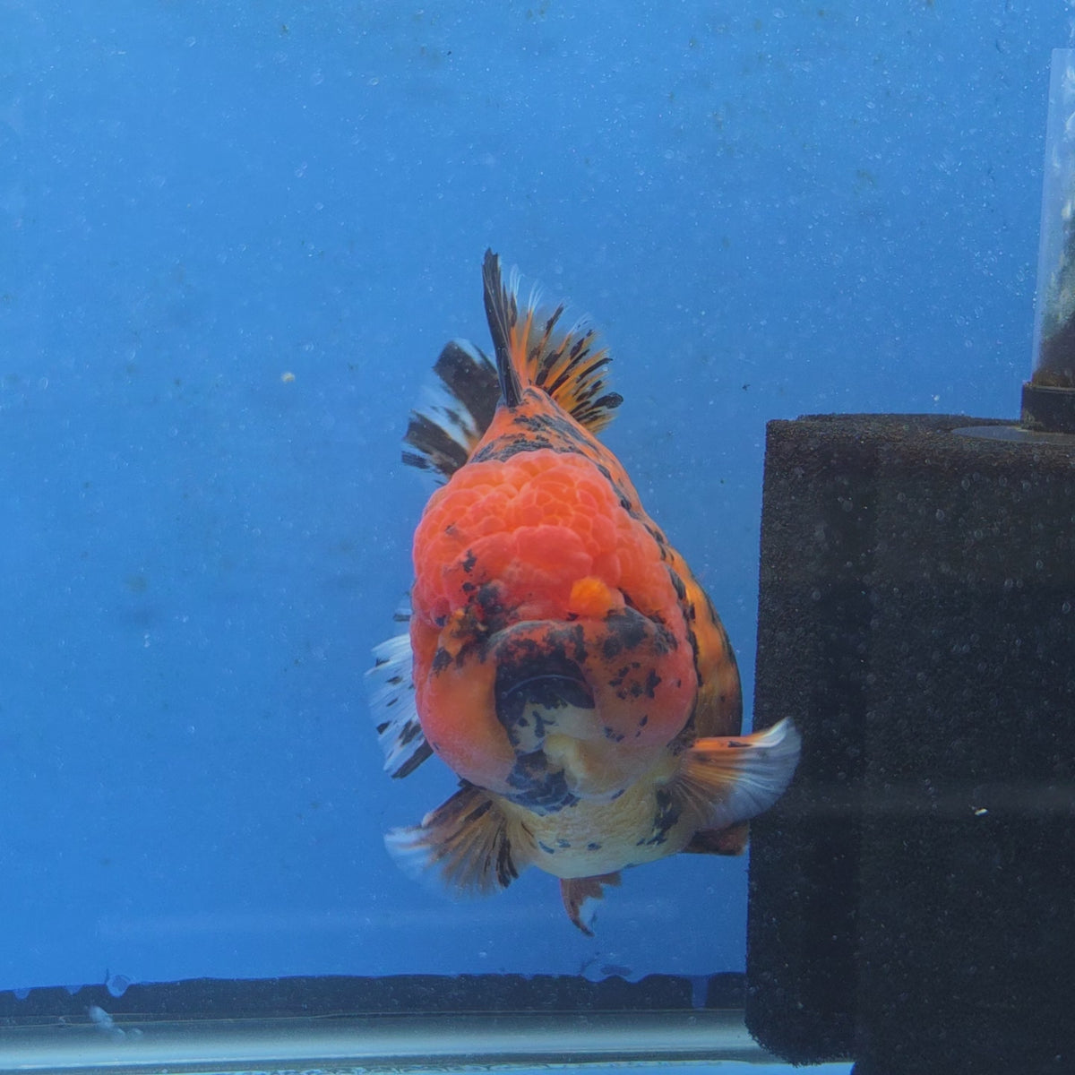Thai Oranda Red Tiger Godzilla 5 inch Orchid Tail Body Female (G-FEB-108)BlueTubB