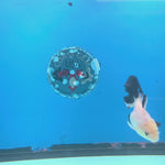 Thai Oranda Lemonhead Panda 2.5” Male(FEB-635)R3B15