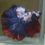 Live Male Betta Fancy marble Halfmoon (MKP-518) High quality what you see what you get!!