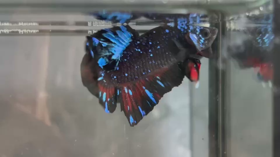 Live Male Betta Black Galaxy Avatar Plakat (TNK-A814) High quality what you see what you get!!