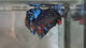 Live Male Betta Black Galaxy Avatar Plakat (TNK-A814) High quality what you see what you get!!