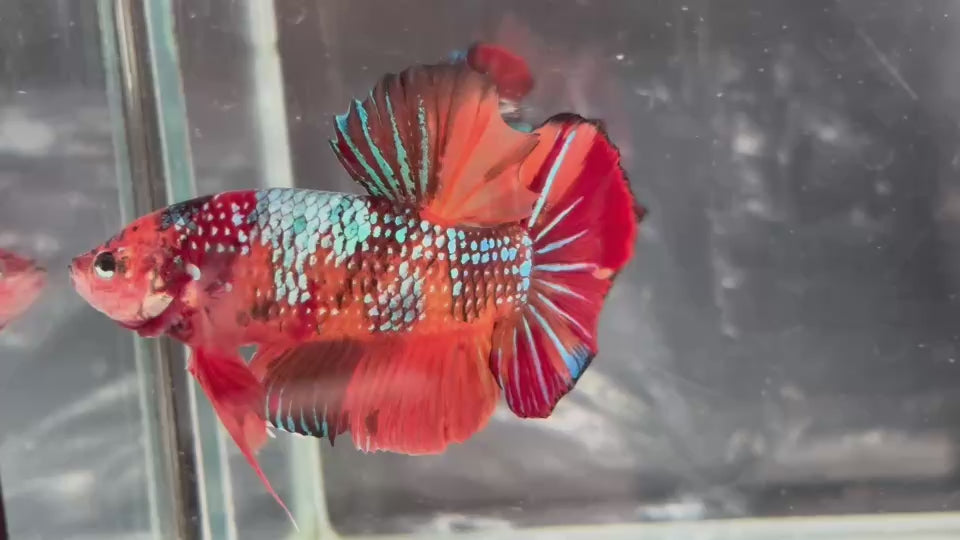 Live Male Betta Galaxy Nemo Giants Plakat (TNK-A509) High quality what you see what you get!!