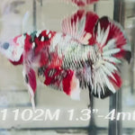 Live Male Betta Red Galaxy Copper Koi Plakat (Sky-1102)S337 High quality what you see what you get!!