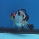 Thai Oranda Tri Color 3 in Body Female (FEB-524)R3A07