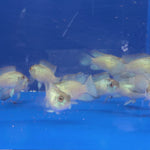 Live Tropical Freshwater Fish Electric Blue Acara 2.00 inch (CHD-147)