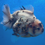 Thai Oranda Tri-Color Tiger 4" Female(NKT-CK-1571)BLUETUB-B