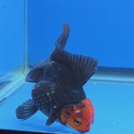 Thai Oranda Red Cap Black 2.75" Body Female (FEB-743)R2B01