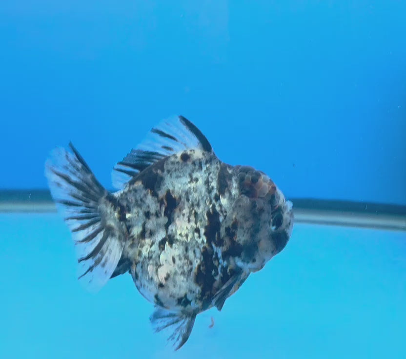 Thai Oranda Granite Tiger Godzilla 3.5 inch Body Male (FEB-929)BLUETUBC