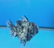 Thai Oranda Granite Tiger Godzilla 3.5 inch Body Male (FEB-929)BLUETUBC