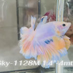 Live Male Betta Fancy Marble Halfmoon Rosetail (Sky-1128)S148 High quality What you see What you get!!