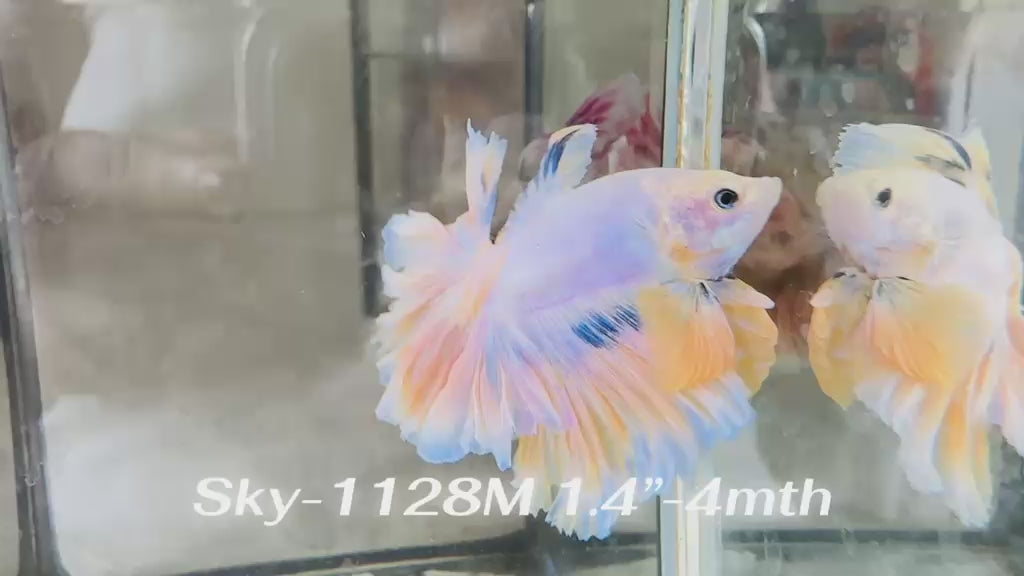 Live Male Betta Fancy Marble Halfmoon Rosetail (Sky-1128) High quality What you see What you get!!