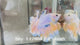 Live Male Betta Fancy Marble Halfmoon Rosetail (Sky-1128) High quality What you see What you get!!