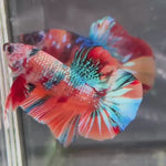 Live Male Betta Candy Multicolors Metallic Plakat (TNK-A707) High quality what you see what you get!!
