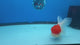 Thai Oranda White Body Red Cap 3.5" Female(FEB-432)R2B13