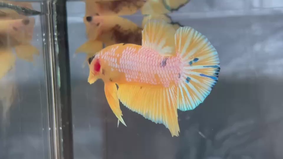 Live Male Betta Fancy Yellow Hellboy Plakat (TNK-A808) High quality what you see what you get!!