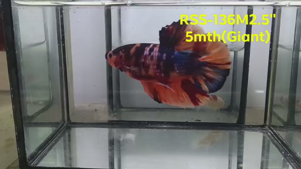 Live Male Betta Nemo Koi Giants Plakat (RSS-136) High quality what you see what you get!!