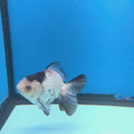 Thai Oranda Panda 3in Female (FEB-685)R3A06