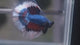 Live Male Betta Blue Red Pattern Tri colors Halfmoon (MKP-716) High quality what you see what you get!!