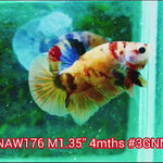 H Live Male Betta Nemo Koi Plakat (NAW-176) what you see what you get!