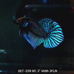Live Male Betta Green Mahachai Wild Plakat (DET-239) High quality what you see what you get!!