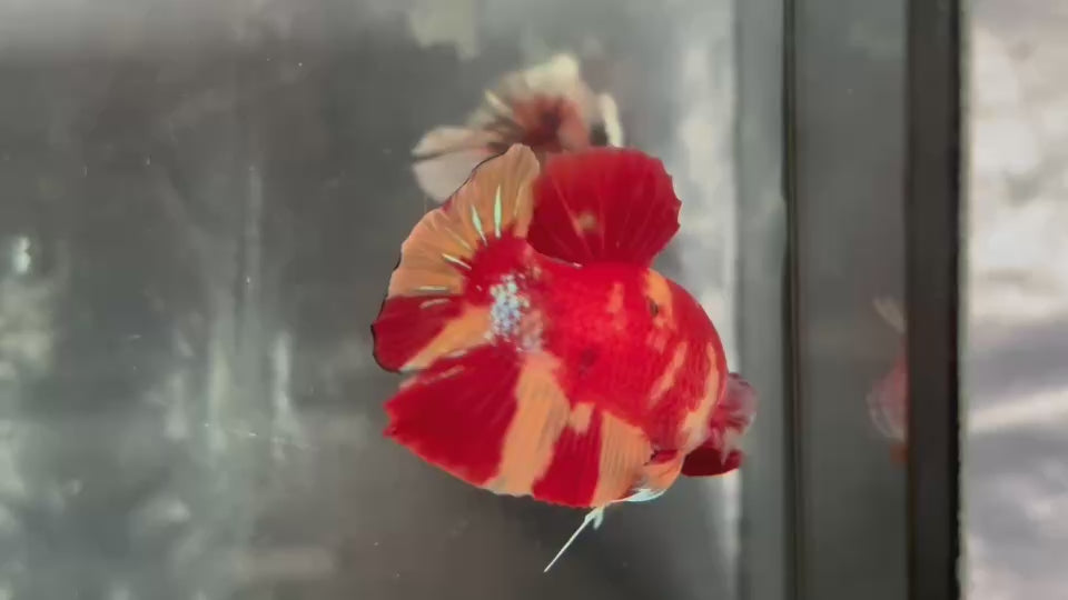 Live Male Betta Red Yellow Koi Duo Colors Plakat (TNK-A748) High quality What you see What you get!!
