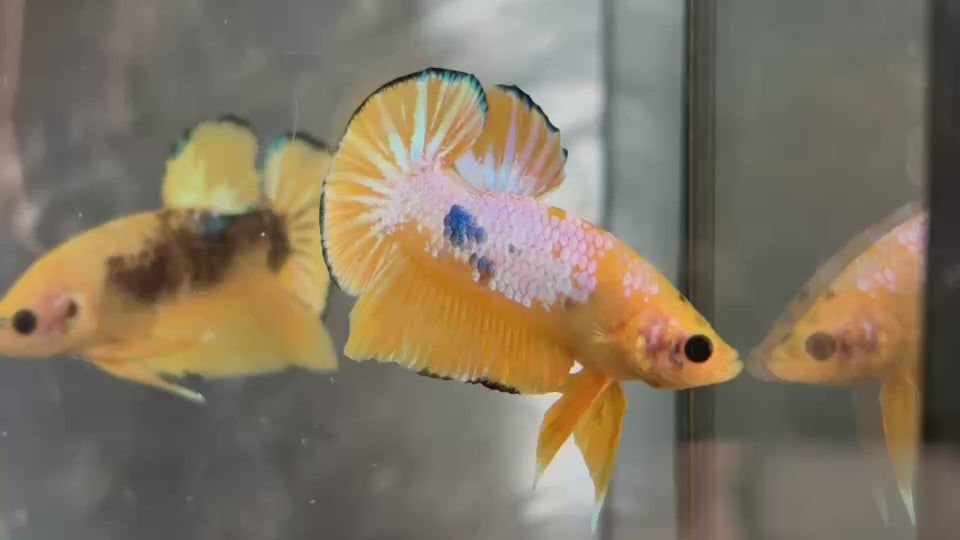 Live Male Betta Fancy Yellow Hellboy Plakat (TNK-A809) High quality what you see what you get!!