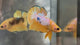 Live Male Betta Fancy Yellow Hellboy Plakat (TNK-A809) High quality what you see what you get!!