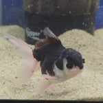 Thai Oranda Panda 2.5” male(FEB-654)R3B21