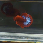 Live Male Betta Red Hellboy Startail Plakat (MKP-590) High quality what you see what you get!!