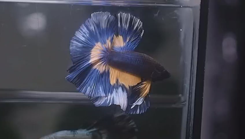 Live Male Betta Blue Yellow Mustard Over Halfmoon (MKP-715) High quality what you see what you get!!