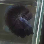Live Male Betta Black Melano Over Halfmoon (MKP-586) High quality what you see what you get!!