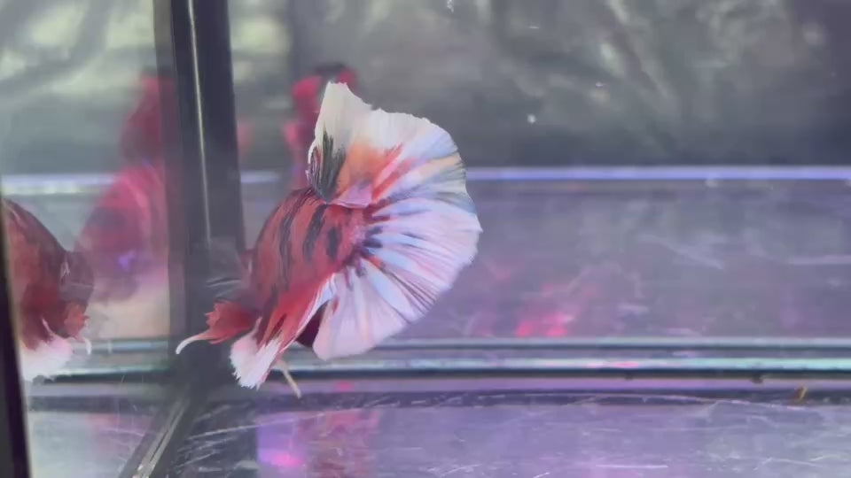 Live Male Betta Orange Nemo Metallic Plakat (TNK-A752) High quality What you see What you get!!