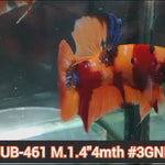 Live Male Betta Orange Original Nemo Plakat (JUB-461) What you see what you get!