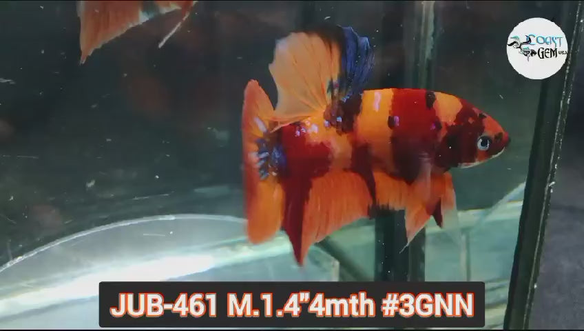 Live Male Betta Orange Original Nemo Plakat (JUB-461) What you see what you get!