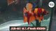 Live Male Betta Orange Original Nemo Plakat (JUB-461) What you see what you get!