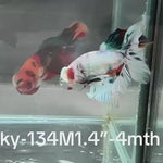 Live Male Betta Fancy marble Halfmoon (Sky-134) High quality what you see what you get!!