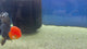 Thai Oranda Apache 3in Female (FEB-497)R2B07